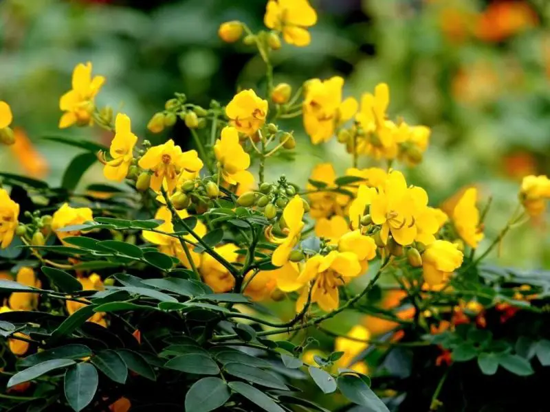 shrubs with yellow flowers