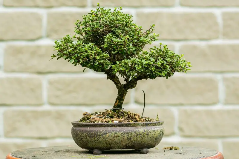 Types of Bonsai Trees