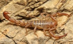 43 Types of Scorpions in Arizona (Pictures and Identification)