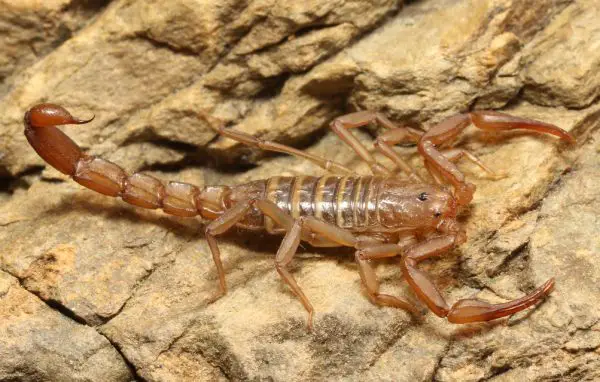Types of Scorpions in Arizona