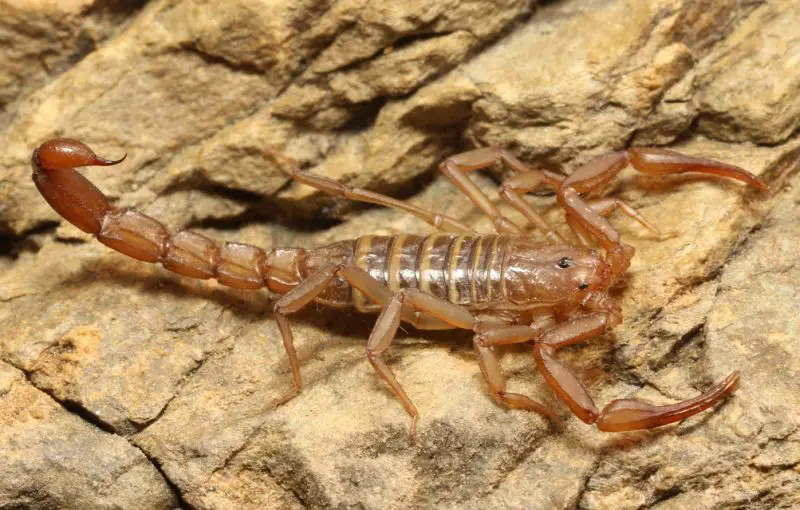 Types of Scorpions in Arizona