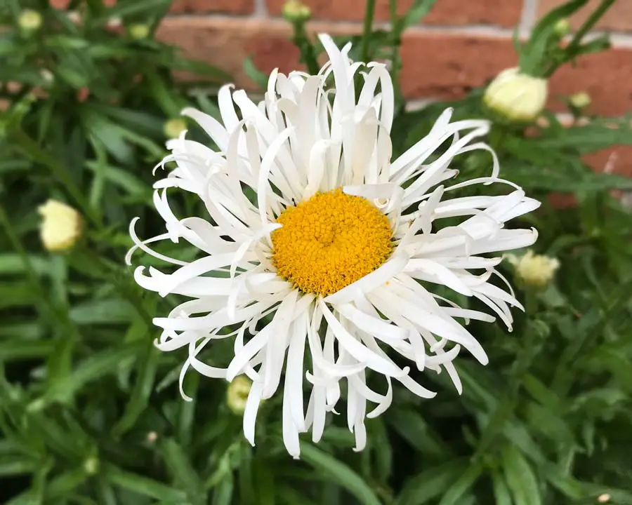 Types of Daisy Plants