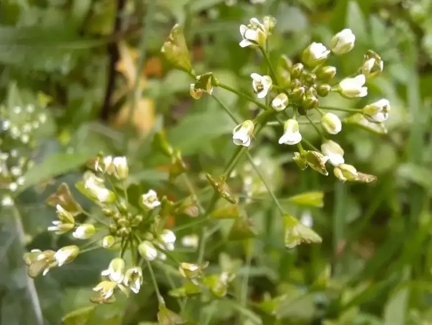 Weeds with White Flowers