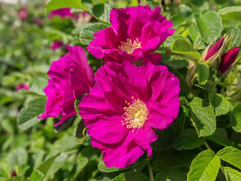 Flowering Shrubs That Bloom All Summer