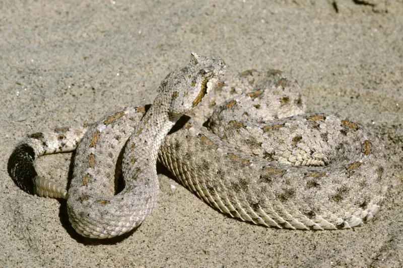 Types of Rattlesnakes in Arizona