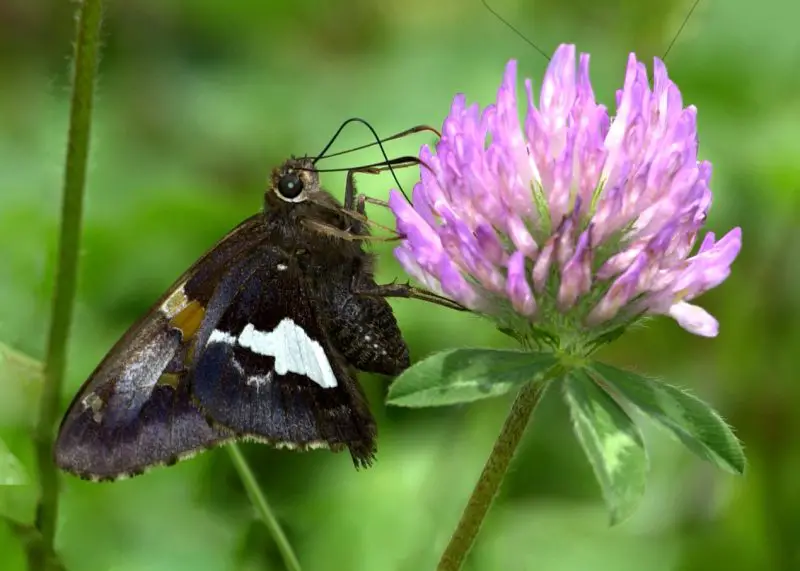 types of butterflies in Florida