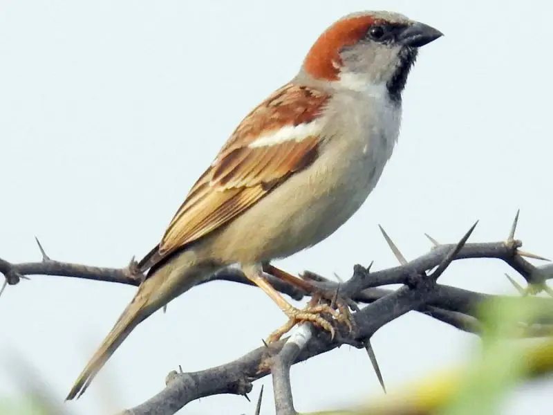 Types of Sparrows