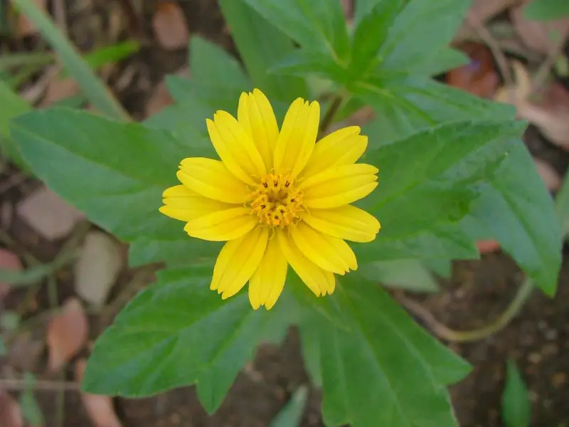 Types of Daisy Plants