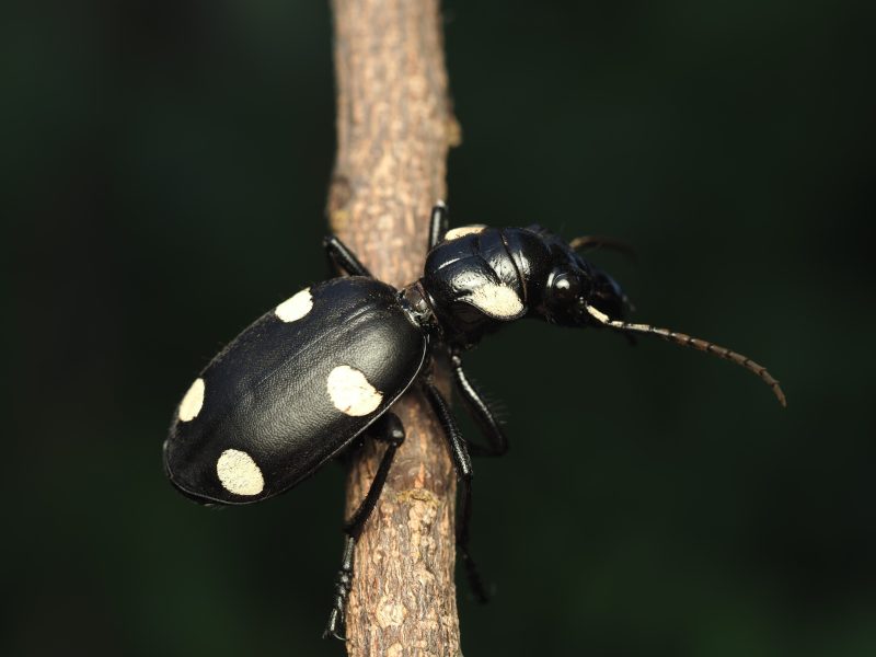 Black Bugs With White Spots