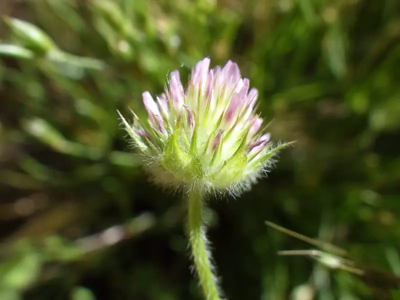 Types of Clover Plants