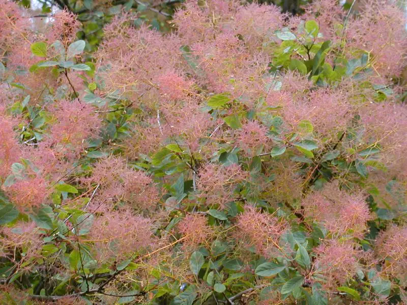 Flowering Shrubs That Bloom All Summer
