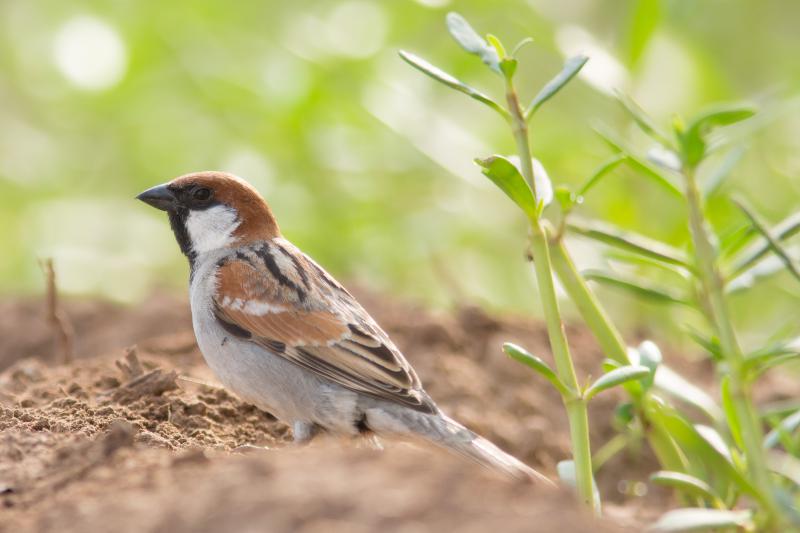 Types of Sparrows