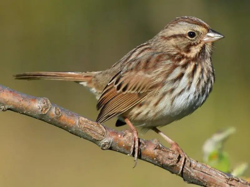 Types of Sparrows