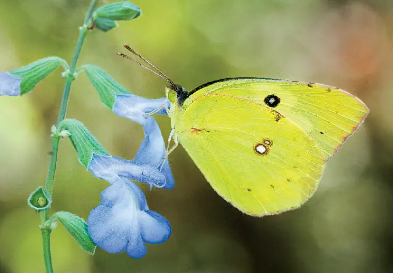 types of butterflies in Florida