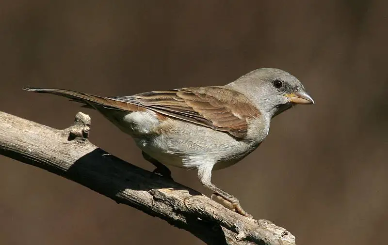Types of Sparrows