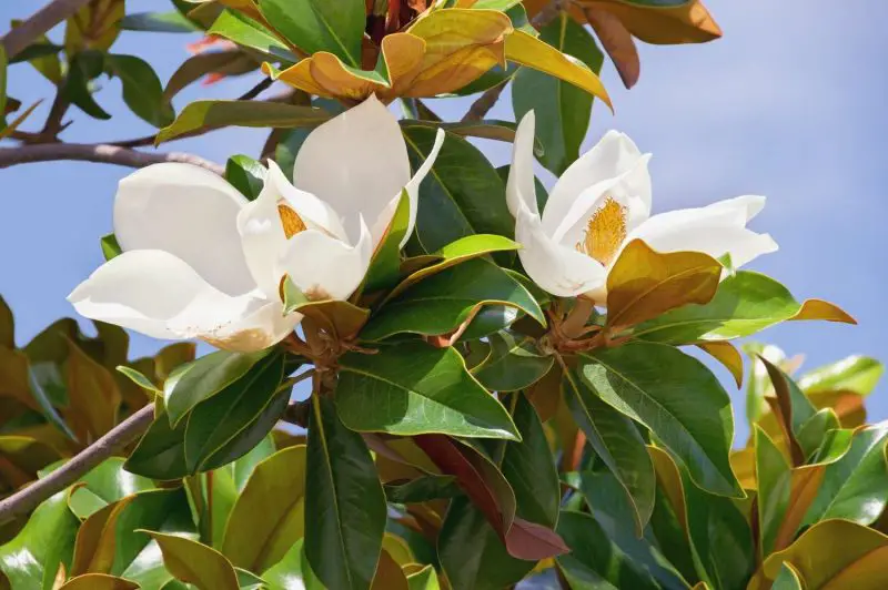 Types of Evergreen Trees