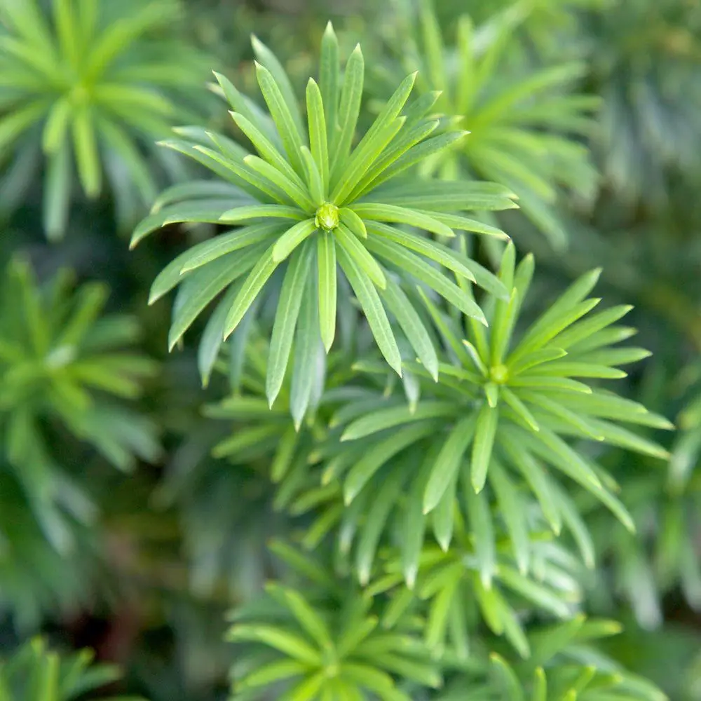 Types of Evergreen Trees