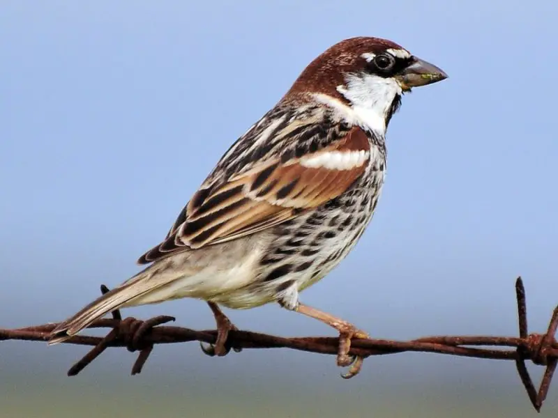 Types of Sparrows