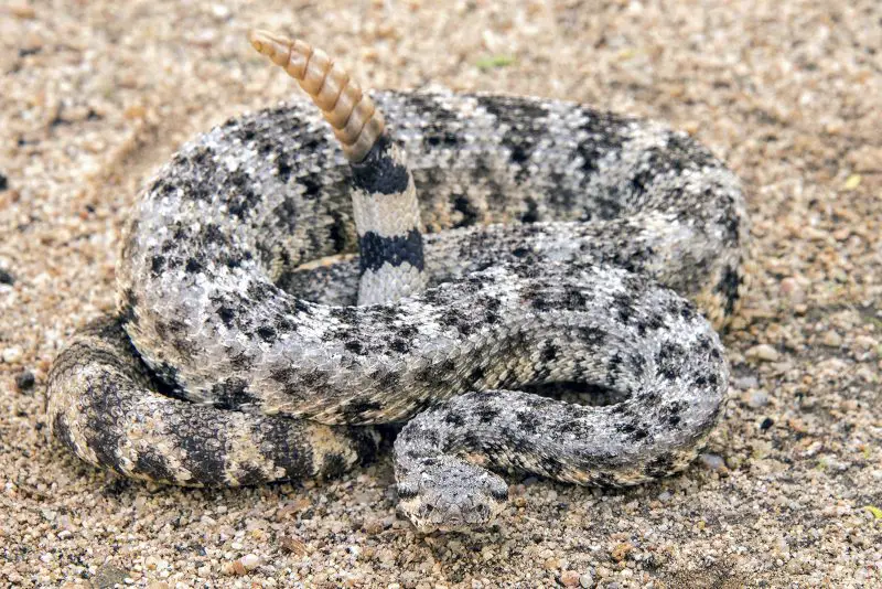 Types of Rattlesnakes in Arizona