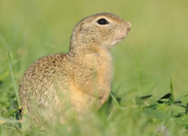 Types of Squirrel