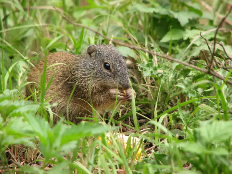 Types of Squirrel