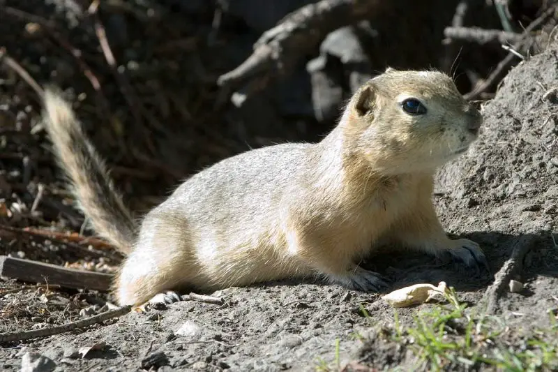 Types of Squirrel