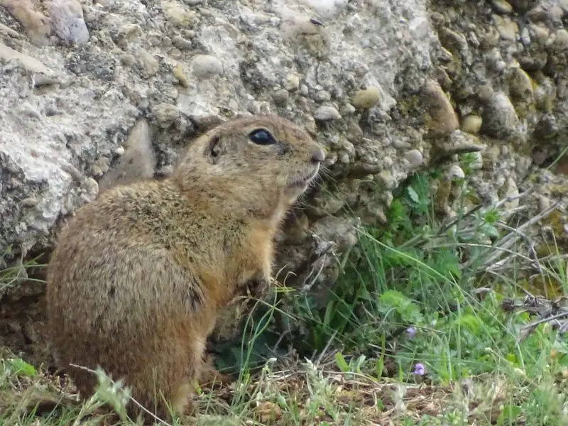 Types of Squirrel