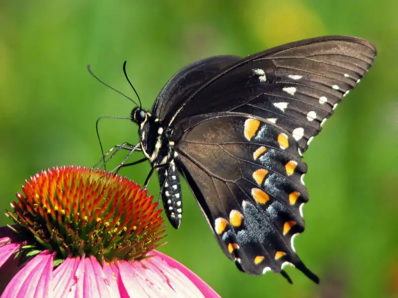 types of butterflies in Florida