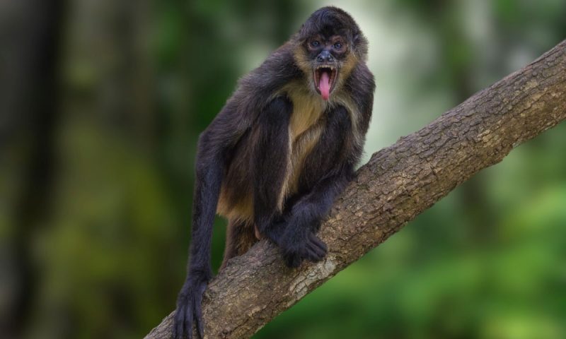 Monkeys in Florida