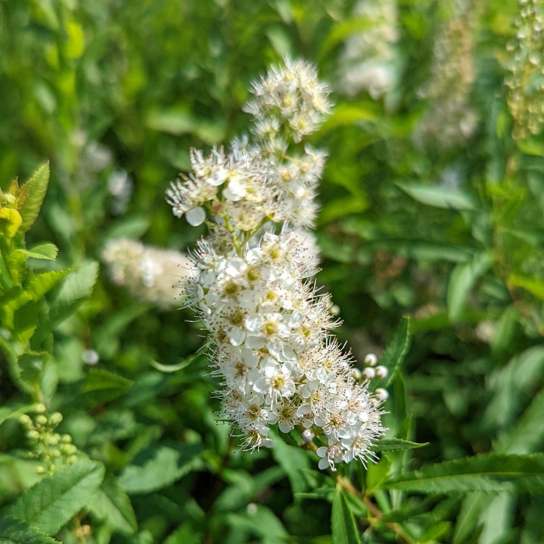Shrubs with White Flowers