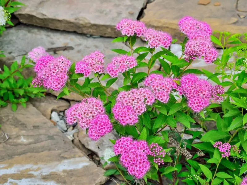 Small Evergreen Shrubs