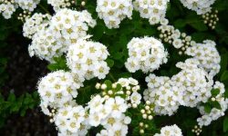 32 Shrubs with White Flowers (Pictures and Identification)