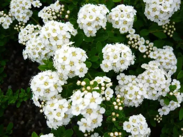 Shrubs with White Flowers