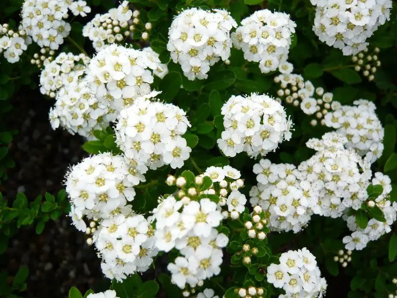 Shrubs with White Flowers