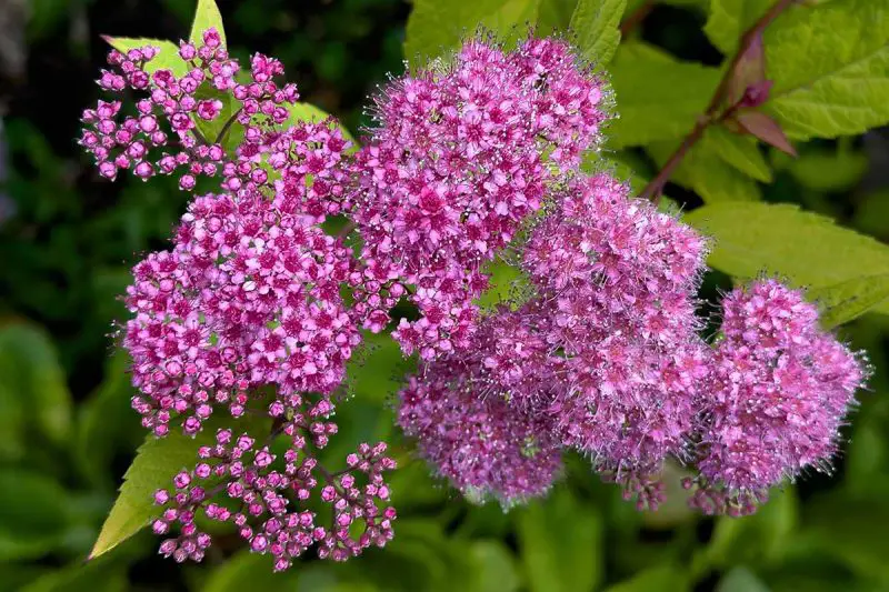 Flowering Shrubs That Bloom All Summer