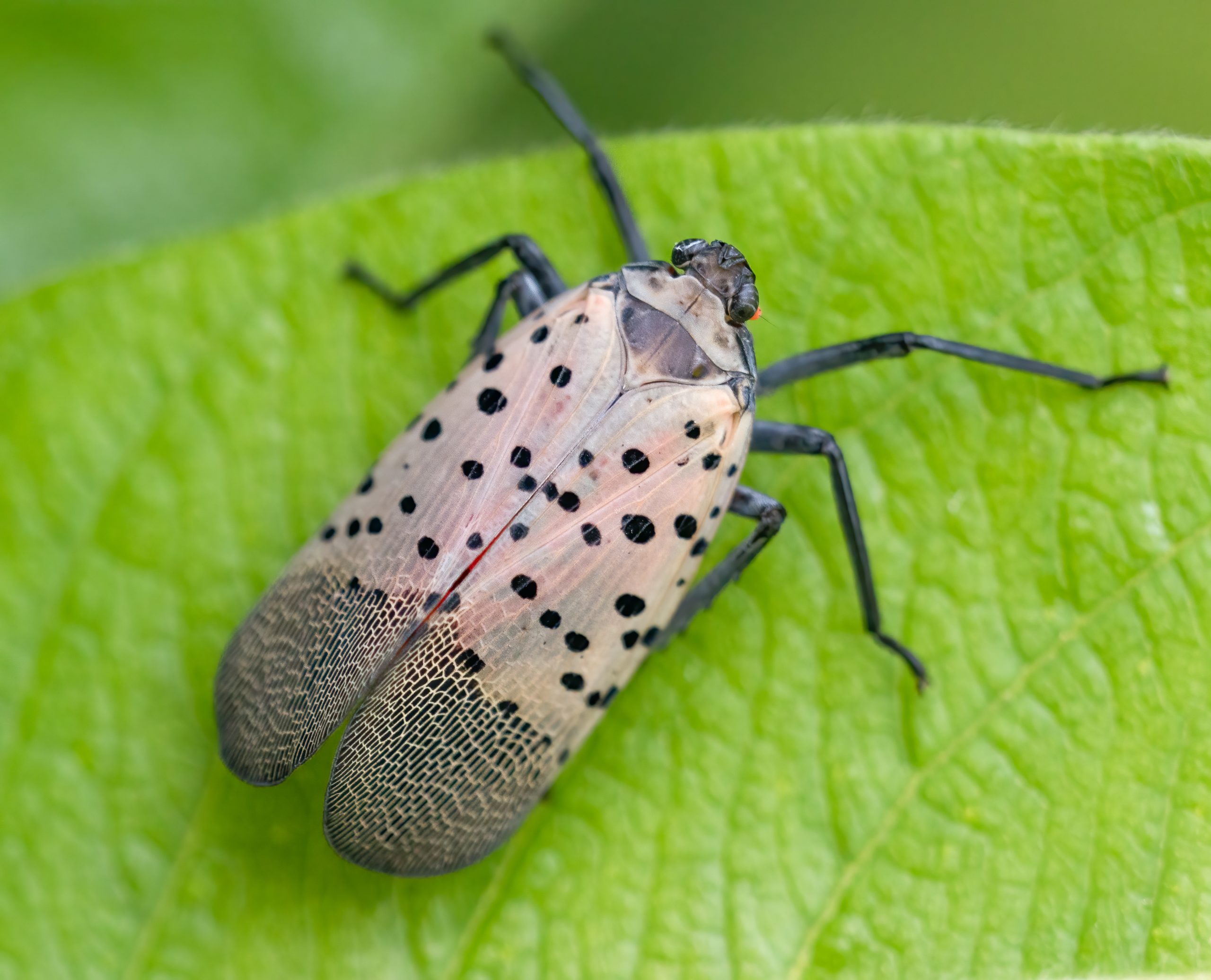 Black Bugs With White Spots