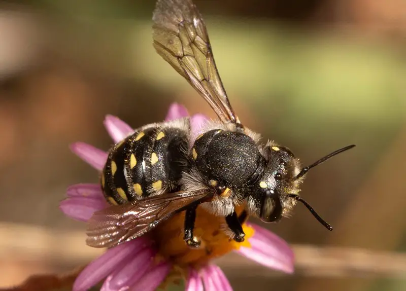 Types of Bees in Arizona