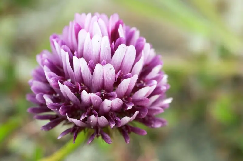 Types of Clover Plants