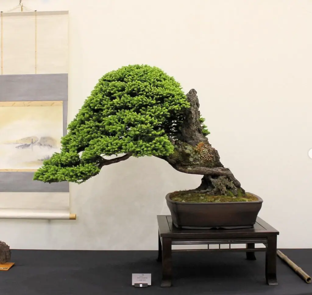 Types of Bonsai Trees