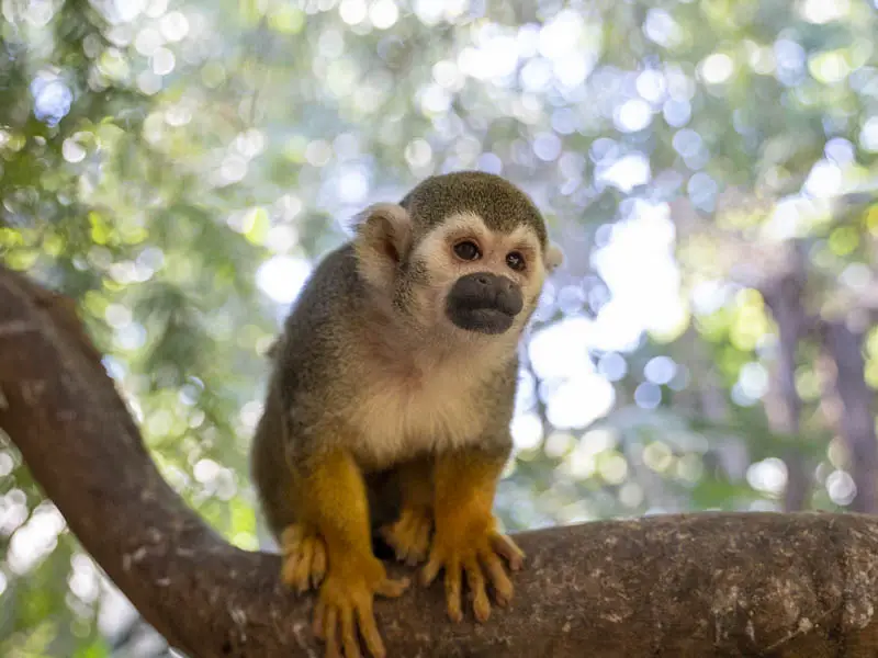 Monkeys in Florida