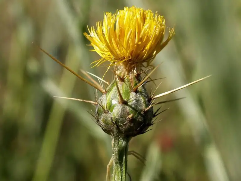 Weeds with Yellow Flowers