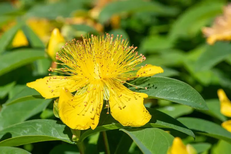 Flowering Shrubs That Bloom All Summer