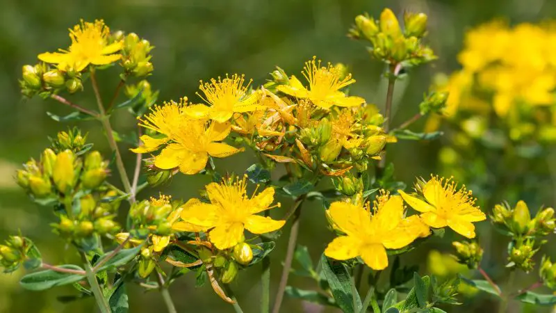 shrubs with yellow flowers