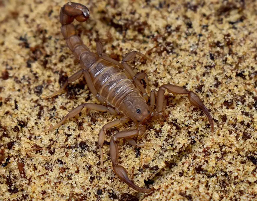 Types of Scorpions in Arizona