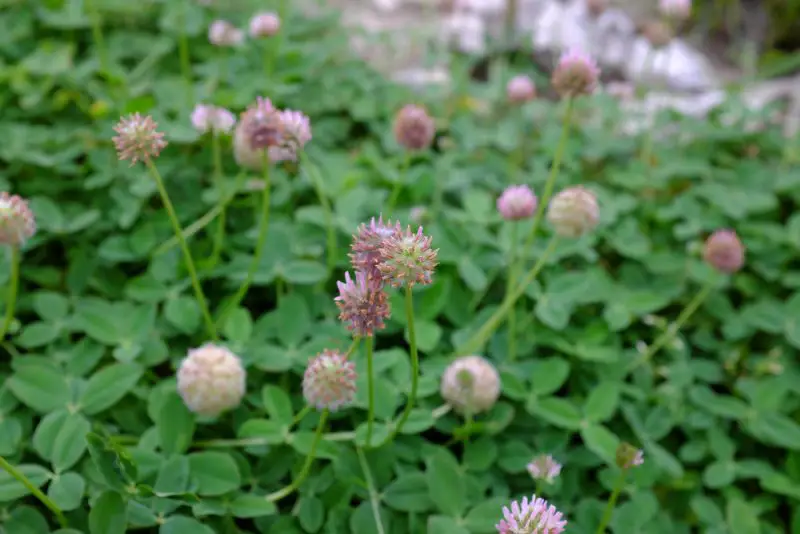 Types of Clover Plants