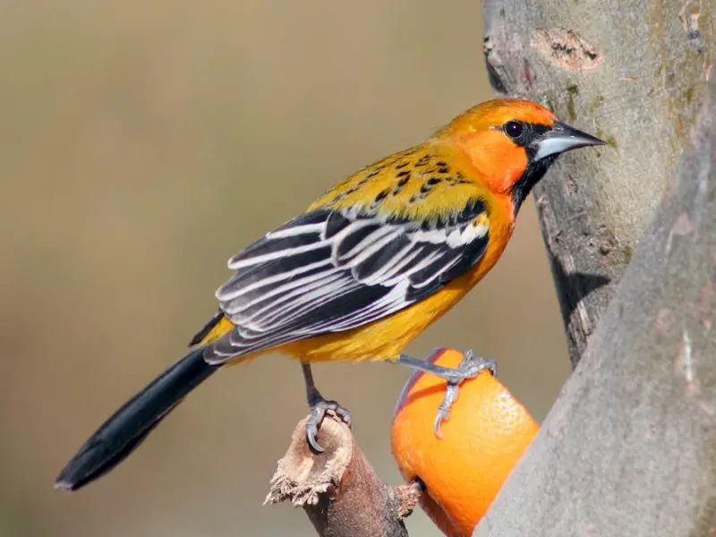 Yellow Birds With Black Wings