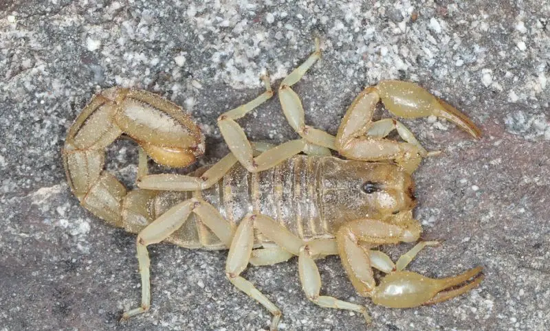 Types of Scorpions in Arizona