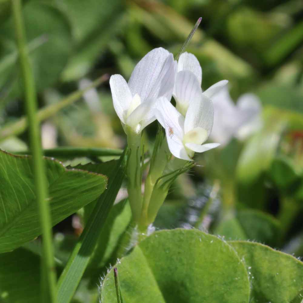 Types of Clover Plants