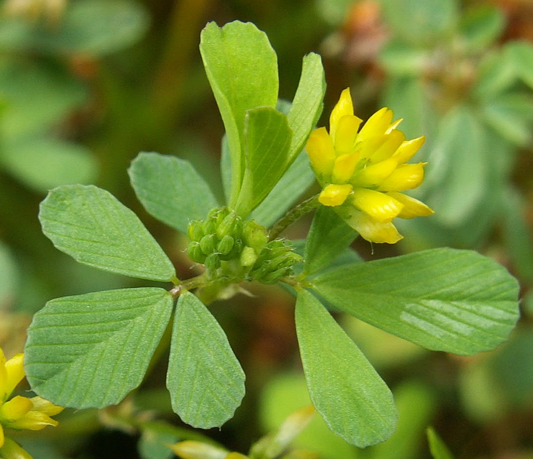 Types of Clover Plants