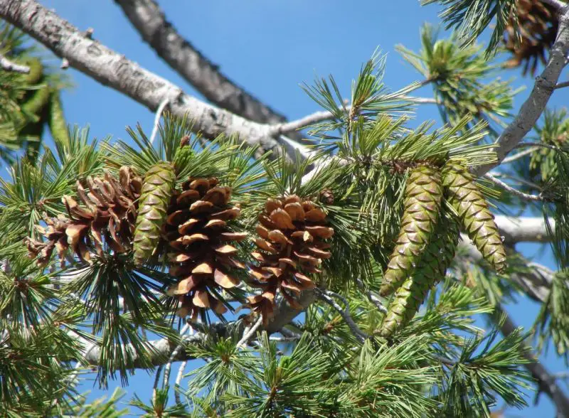 Types of Evergreen Trees